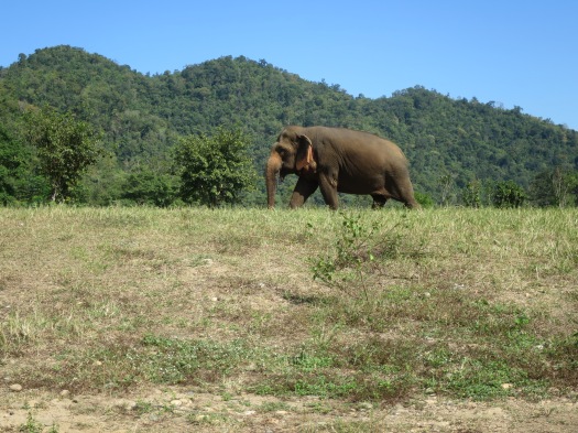 Elephant Nature Park rekommenderas varmt!
